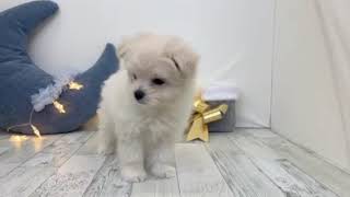 ハーフ犬の動画01