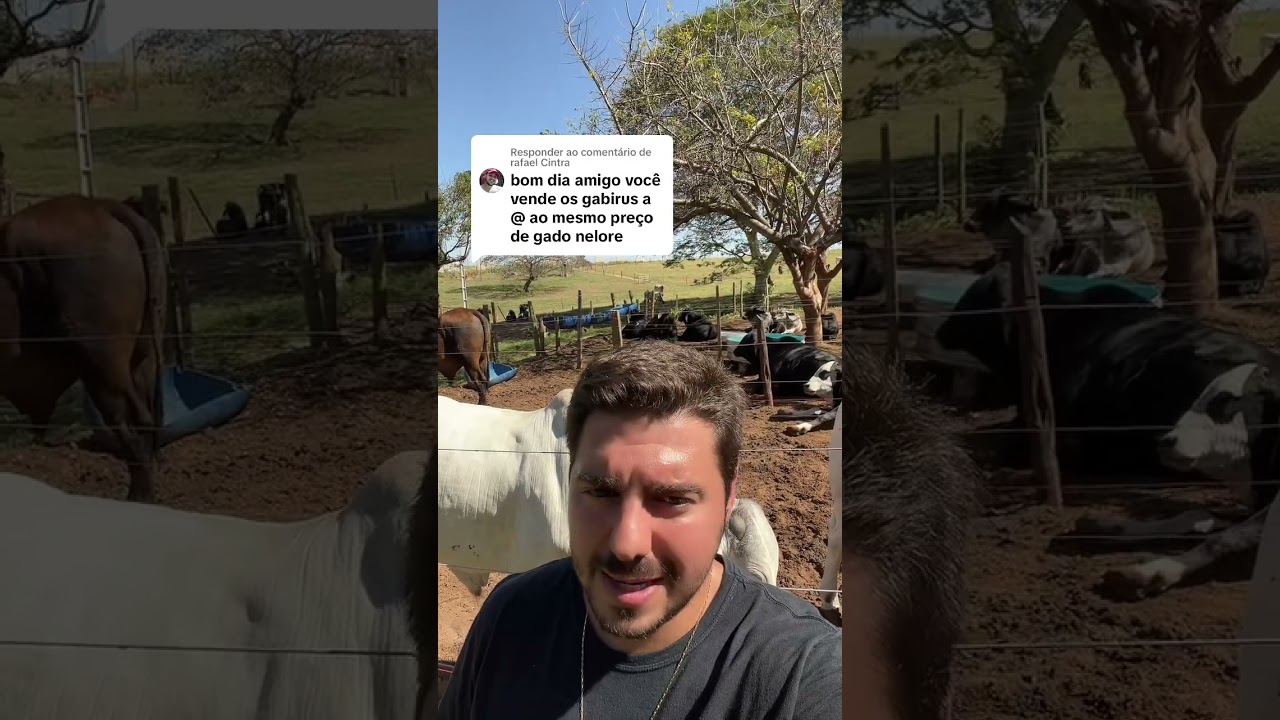 DIFERENÇA DE PREÇO ENTRE NELORE E CRUZADO