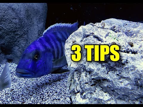 3 TIPS TO GET YOUR AFRICAN CICHLIDS (AQUARIUM FISH) TO EAT
