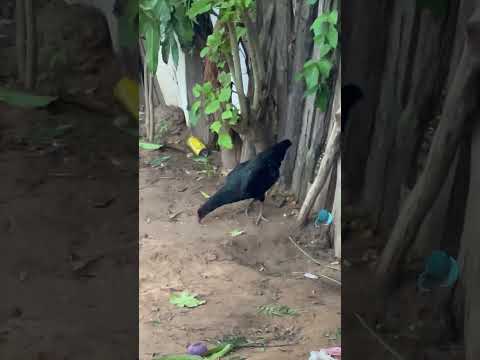 Festa acabou #f250explosiva #som #altomotivo #de #barra do corda MA paredão