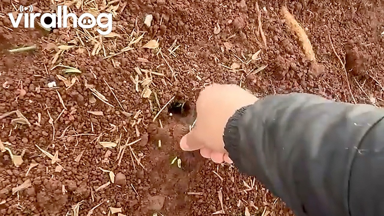 Helping an Ant Get Home Early || ViralHog