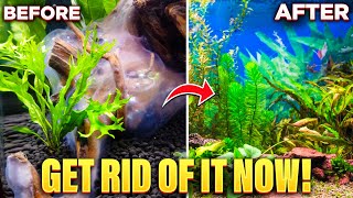 THIS is How To Get Rid Of White Algae In Aquariums...