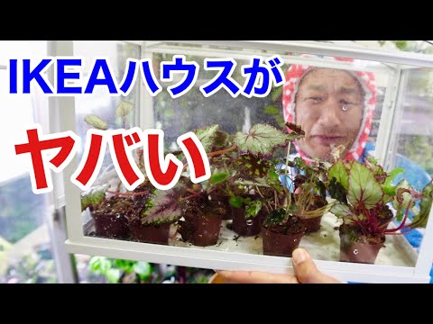 園芸 バーバートンラグワート