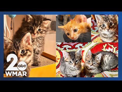 Pets on Set: Bishop, Fezziwig, Margo, Clark, and Lewis - YouTube