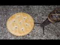 Snail Eating Ritz Cracker But There S Doom Music