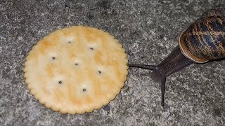 Cover art for Snail eats ritz cracker with doom music