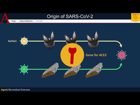 Origin of SARS-CoV-2