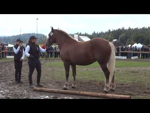 40. Kalina SchwK Stute von Markus x Kaja v. Rubin  - Rossfest 2022 - St. Märgen am 11.09.2022