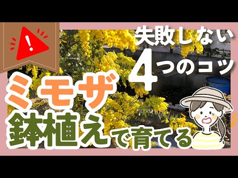 植木鉢を太陽から守るにはどうすればよいですか？暑い季節のために思いつかないかもしれない 5 つのヒント  庭園