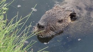 Nutria