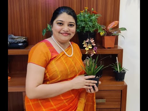 Tolumnia Orchid Care