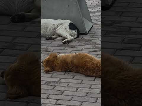 VIDA DE PERROS EN IPIALES, NARIÑO,COLOMBIA.