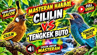 Download lagu 🔥 MASTERAN HANDAL CILILIN VS TENGKEK BUTO! Suara Tembakan Gacor untuk Masteran Burung mp3