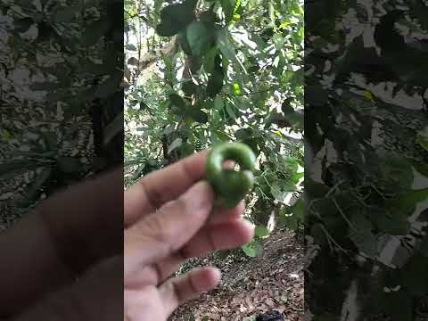 #espavel #exoticfruits #nature #nicoya #guanacaste #costarica