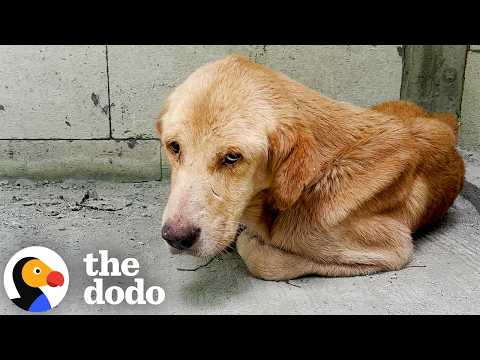 Dumped 'Skeleton' Dog Makes Shocking Transformation | The Dodo
