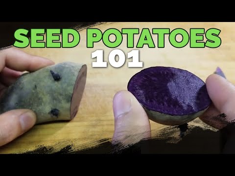 image-Do potatoes grow from seeds?