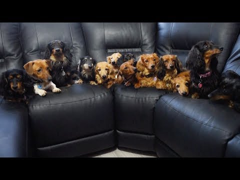 Una pareja se muda de casa para sus 14 perros