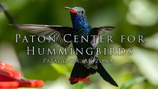 Paton Center for Hummingbirds part one  - I drove 8 hours just to shoot at this amazing treasure!