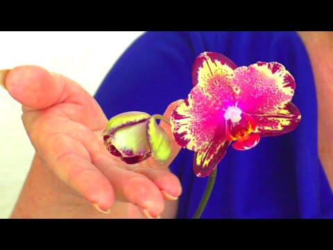 , title : 'СКОЛЬКО ЛЕТ ждать цветения от Орхидеи Малыша? Малыш Big Bang зацвёл через 2,5 года после покупки...'