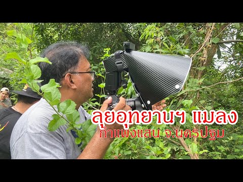 Royal Commemorative Insect Park