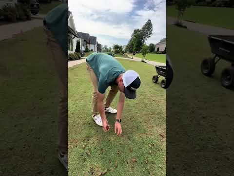 I’m tearing it up! By core aerating it and making it better ⛳️… #bermuda #lawn #aerating #diy