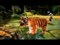 Kinectimals [PEGI 3] - Fictional Trailer