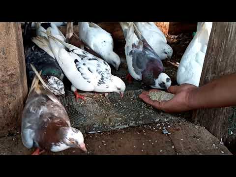 Paravi  supiri paravi                   #paravi #supiri_paravi, #පරවි සුපිරි පරවි #shrots