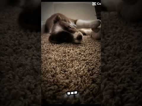 😱Let’s invite blizzy to the fam☺️