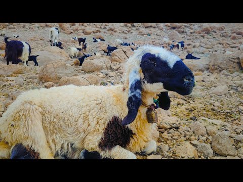 Flock of 350 Sheep Grazing in Winter Season |Nomadic Life Of Iran.