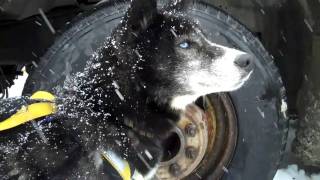 preview picture of video '2011 CAN AM Sled Dog Race Fort Kent Maine'