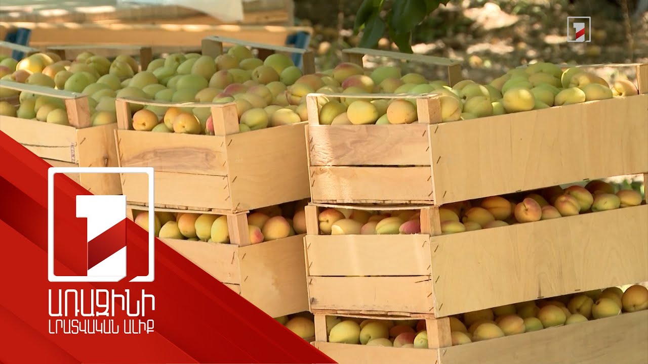 Կարկուտը ծեծել է բերքը, բայց չի վնասել մթերման աճին