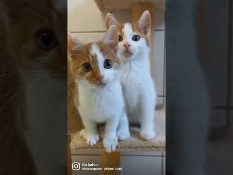 Jaques, Haihappen & Co - Einblick ins Kittenzimmer