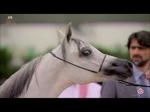 N 46 NAJLA AL REHAB   The Breeders Cup   Kuwait 2020   Straight Egyptians   Yearling Fillies Class 1