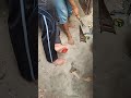 Trik Kalau Keinjak Paku Tonton Sampai Habis