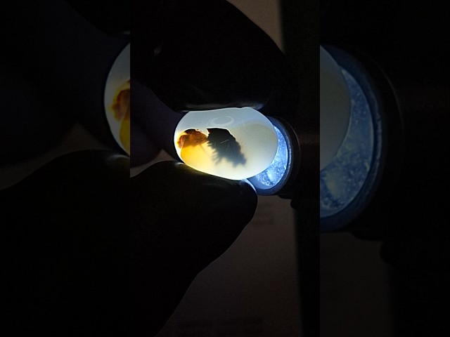 حجر عقيق شجري طبيعي مفحوص و موثق بشهادة مختبر مشجر