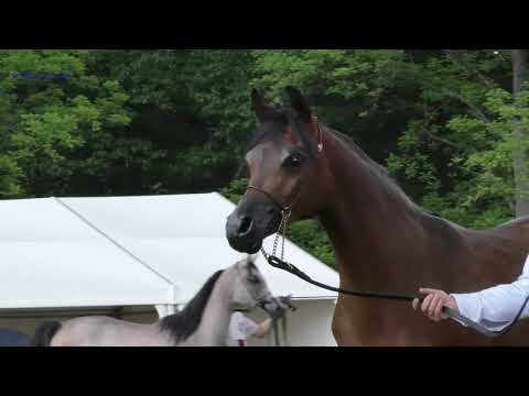 EL FARIDA, 2018 Arabian Mare, Białka Junior Spring Show 2019, Bronze Champion