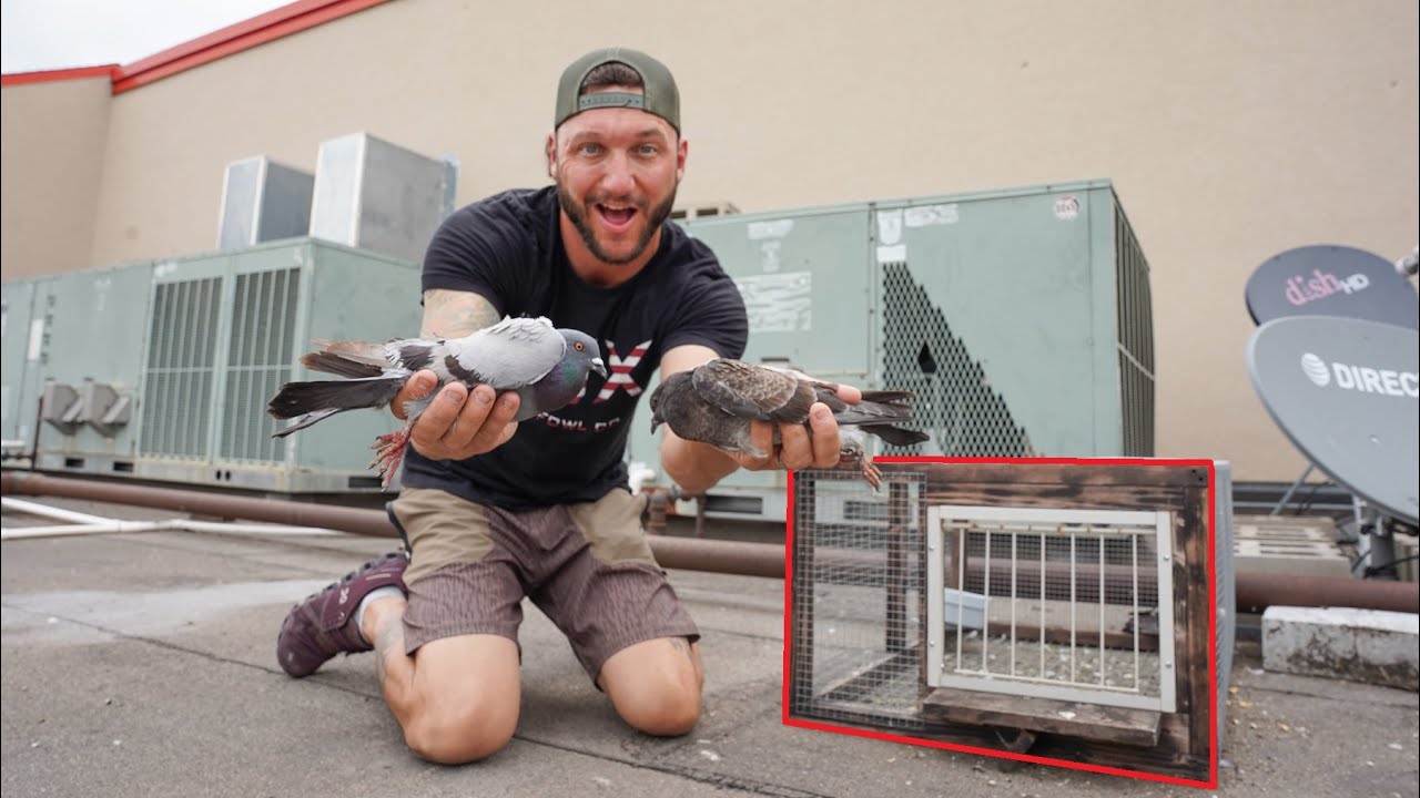 MY HOMEMADE PIGEON TRAP CAUGHT 'EM ALL!!