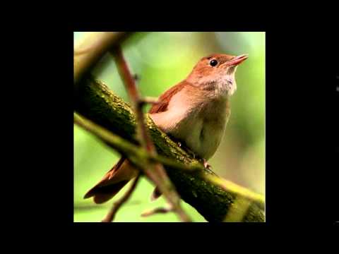 download lagu mp3 mp4 Sonnerie Oiseau, download lagu Sonnerie Oiseau gratis, unduh video klip Sonnerie Oiseau