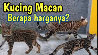 Download lagu Get to know the price and characteristics of Bengal cats ❗ Cats that look like leopards mp3