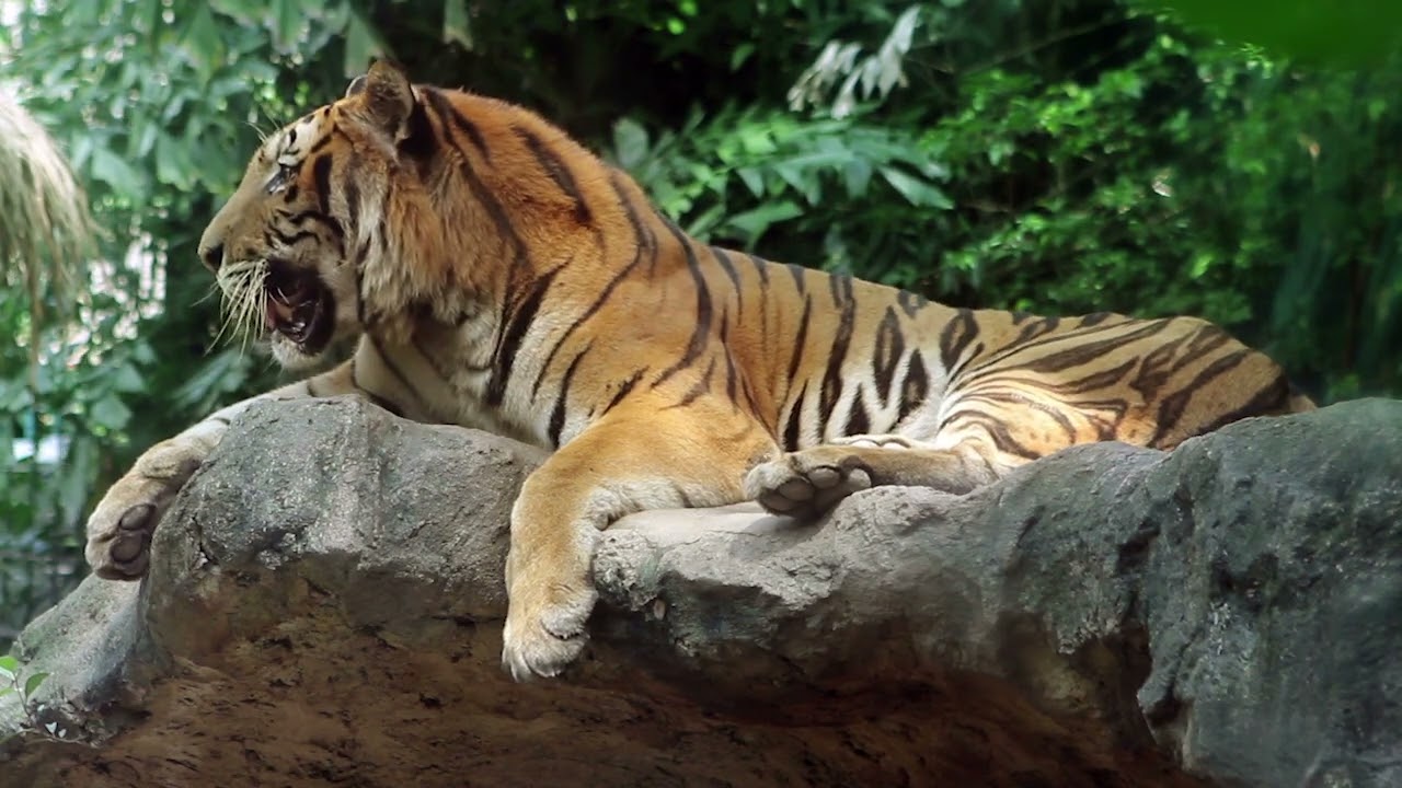 Ánimales en peligro de extinción  (Mascotizate Latam.tv)