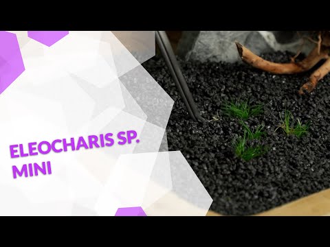 Eleocharis sp. mini Mini-Nadelsimse Aquariumpflanze in vitro Bodendecker für dein Aquarium