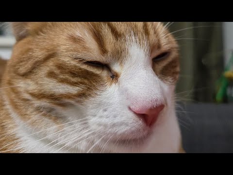 ABRSM grade 1 Antone Albert Mihai 2025-2026