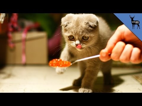The Real Reason Your Cat Is A Picky Eater