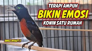 Download lagu PANCINGAN KONIN GACOR FULL ISIAN ROLL TEMBAK !! MASTERAN KOLIBRI NINJA AGAR CEPAT EMOSI mp3