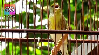 Download lagu Fakta Burung BLACKEN | Katanya Blacken Mandul Tapi Kok Ada Yang Berhasil Menangkarnya mp3