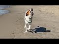 Lab Test Dog S Heartbreaking Reaction To Beach
