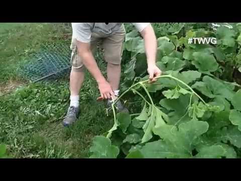 Trimming Pumpkin Vines for Better Growth - Quick Tip