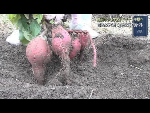 YouTube Video 静岡・島田市の小学1年生がサツマイモ堀りを体験 自分たちで植えたサツマイモ
