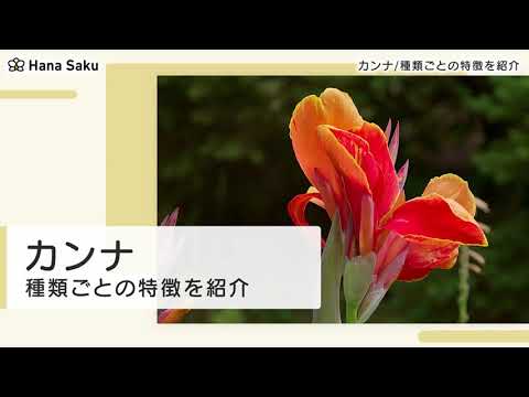 園芸 カンナ、ハイブリッドバリジャー、ガーデンカンナ