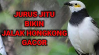 Download lagu CARA MERAWAT BURUNG JALAK HONGKONG AGAR GACOR SEGALA JENIS SUARA mp3 Download lagu CARA MERAWAT BURUNG JALAK HONGKONG AGAR GACOR SEGALA JENIS SUARA mp3